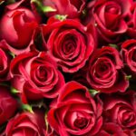 Rode rozen: het symbool voor de liefde